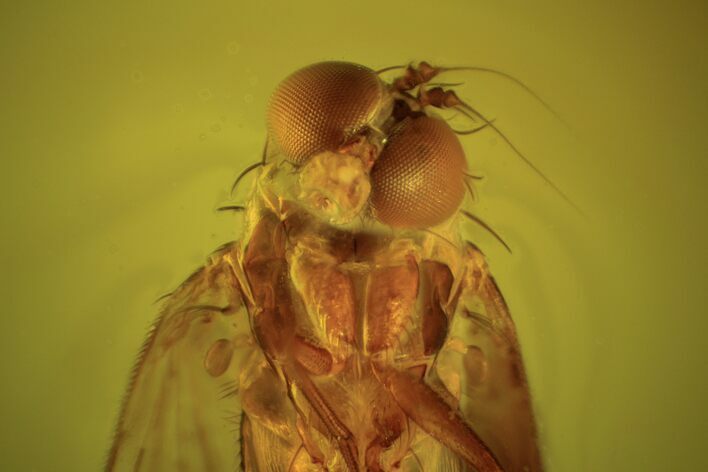 Fossil Dance Fly (Empididae) In Baltic Amber - Excellent Eyes #120695